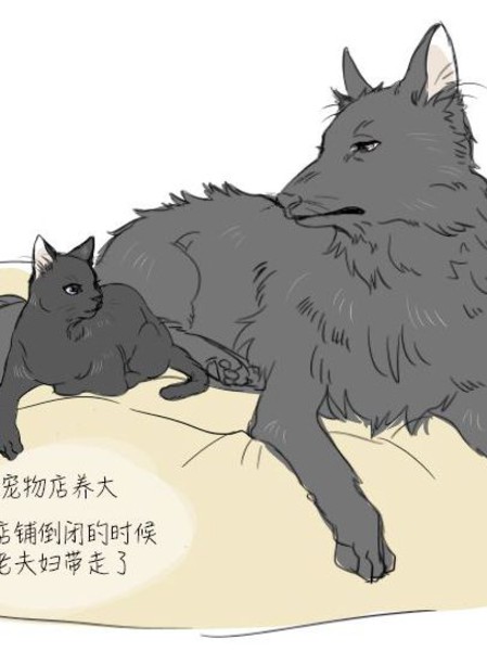 狗狗猫猫